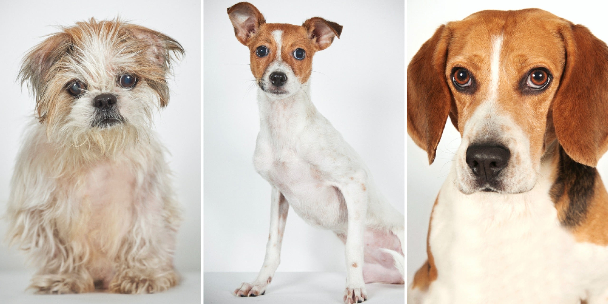 Huku Chan, Samantha und Henry, fotografiert von Phibbs