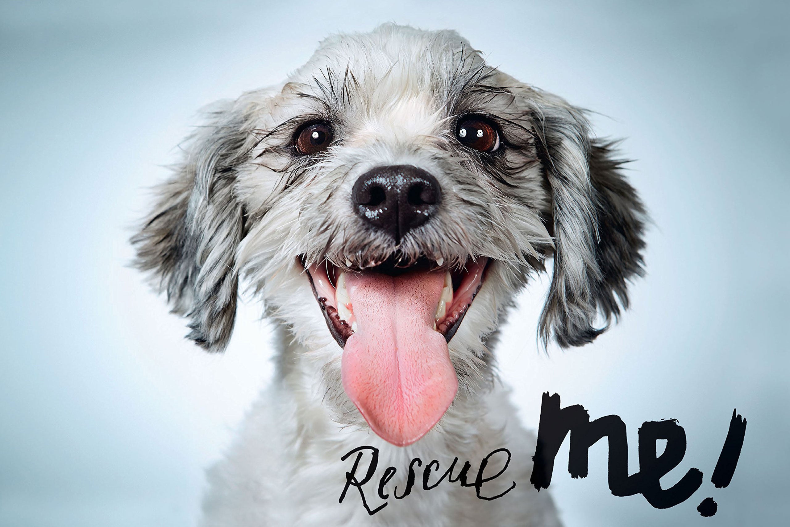 Eine Auswahl von Fotos aus Phibbs 2016 illustriertem Buch <em> Rescue Me </em>